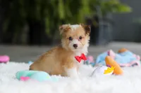 Milo, a male Miniature Australian Shepherd and Havachon for sale in Dundee, OH – 10 of 10