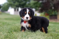 Victor, a male Bernese Mountain Dog for sale in Dundee, OH – 6 of 10