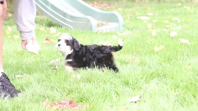 Miley, a female Miniature Bernedoodle for sale in Dundee, OH – 9 of 9