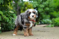 Brody, a male Miniature Bernedoodle for sale in Dundee, OH – 2 of 7