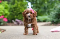 Autumn, a female Cavapoo for sale in Dundee, OH – 5 of 10