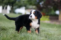Savannah, a female Bernese Mountain Dog for sale in Dundee, OH – 4 of 6