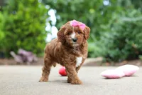 Autumn, a female Cavapoo for sale in Dundee, OH – 8 of 10