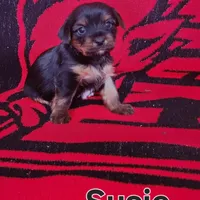 Susie, a female Yorkshire Terrier for sale in Heber Springs, AR – Photo 5 of 5