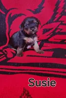 Susie, a female Yorkshire Terrier for sale in Heber Springs, AR – Photo 4 of 4