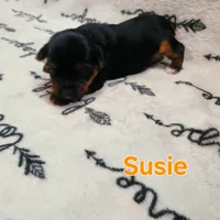 Susie, a female Yorkshire Terrier for sale in Heber Springs, AR – Photo 3 of 5