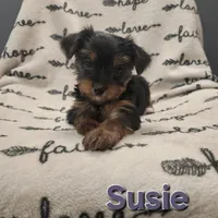 Susie, a female Yorkshire Terrier for sale in Heber Springs, AR – Photo 1 of 5