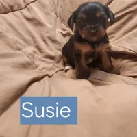 Susie, a female Yorkshire Terrier for sale in Heber Springs, AR – Photo 4 of 5