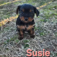 Susie, a female Yorkshire Terrier for sale in Heber Springs, AR – Photo 2 of 5