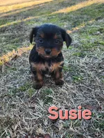 Susie, a female Yorkshire Terrier for sale in Heber Springs, AR – Photo 1 of 4