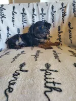 Hulk, a male Yorkshire Terrier for sale in Heber Springs, AR – 1 of 1