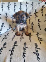 Tommy, a male Yorkshire Terrier for sale in Heber Springs, AR – 1 of 1