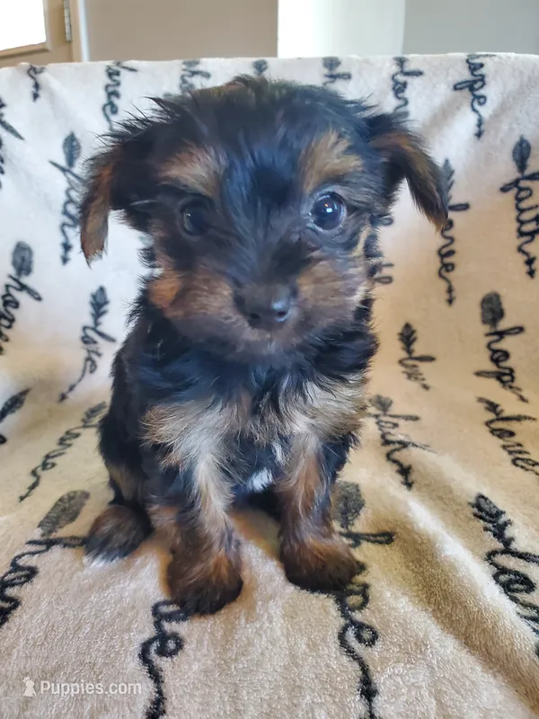 Zenni – Yorkshire Terrier puppy for sale in Heber Springs, AR