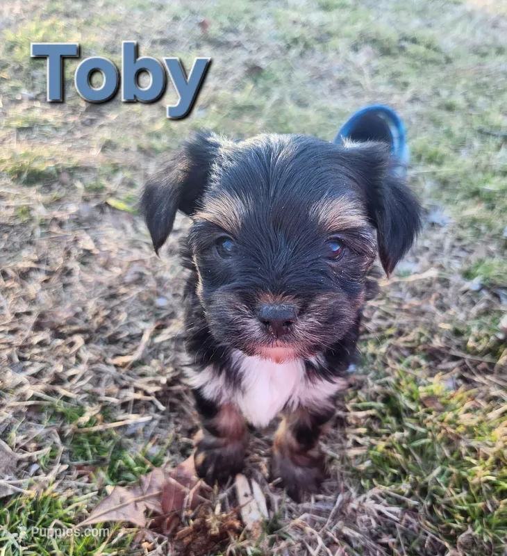 Toby