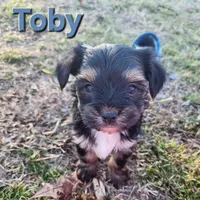 Toby, a male Yorkshire Terrier for sale in Heber Springs, AR – Photo 4 of 5