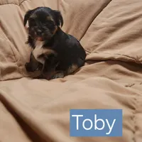 Toby, a male Yorkshire Terrier for sale in Heber Springs, AR – Photo 2 of 5