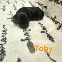 Toby, a male Yorkshire Terrier for sale in Heber Springs, AR – Photo 3 of 5