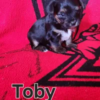 Toby, a male Yorkshire Terrier for sale in Heber Springs, AR – Photo 5 of 5