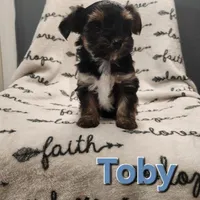 Toby, a male Yorkshire Terrier for sale in Heber Springs, AR – Photo 1 of 5
