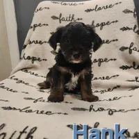 Hank, a male Yorkshire Terrier for sale in Heber Springs, AR – Photo 1 of 5