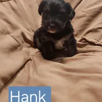 Hank, a male Yorkshire Terrier for sale in Heber Springs, AR – Photo 2 of 5