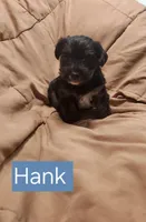 Hank, a male Yorkshire Terrier for sale in Heber Springs, AR – Photo 2 of 4
