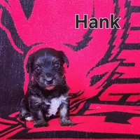 Hank, a male Yorkshire Terrier for sale in Heber Springs, AR – Photo 5 of 5