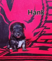 Hank, a male Yorkshire Terrier for sale in Heber Springs, AR – Photo 4 of 4