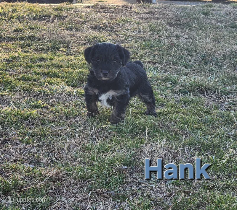 Hank