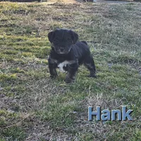 Hank, a male Yorkshire Terrier for sale in Heber Springs, AR – Photo 3 of 5
