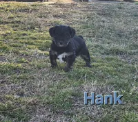 Hank, a male Yorkshire Terrier for sale in Heber Springs, AR – Photo 1 of 4