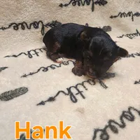 Hank, a male Yorkshire Terrier for sale in Heber Springs, AR – Photo 4 of 5