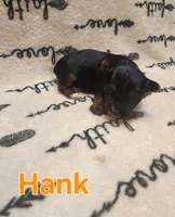 Hank, a male Yorkshire Terrier for sale in Heber Springs, AR – Photo 3 of 4