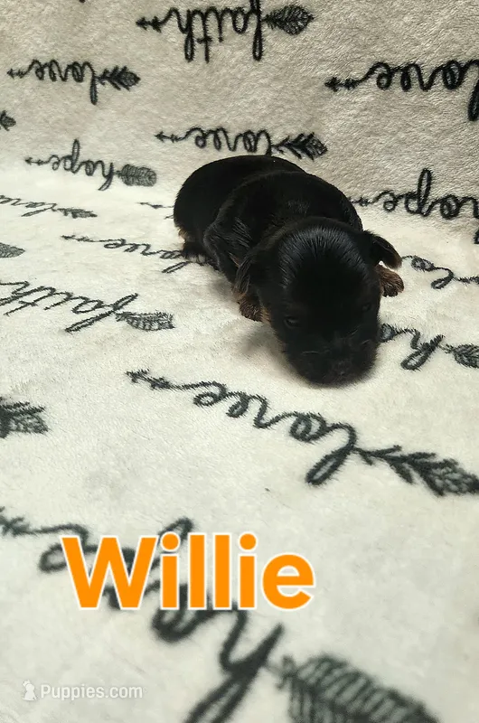 Willie