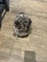 Tiny cutie 🥰 , a male Poodle - Miniature  for sale in Pensacola, FL – 5 of 5