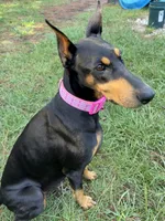 pregnant, a female Doberman Pinscher for sale in Pensacola, FL – 2 of 3