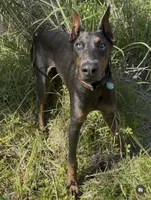 CKC Blue, a male Doberman Pinscher for sale in Pensacola, FL – 4 of 5
