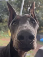 CKC Blue, a male Doberman Pinscher for sale in Pensacola, FL – 5 of 5