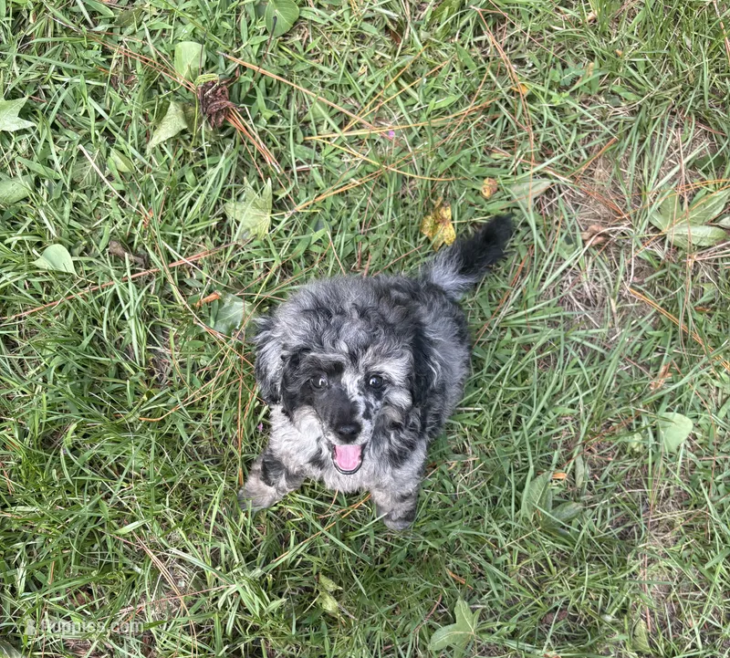 Tiny Cutie 🥰  – Poodle - Miniature  puppy for sale in Pensacola, FL