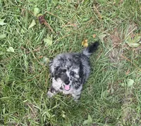Tiny Cutie 🥰 , a male Poodle - Miniature  for sale in Pensacola, FL – 1 of 2