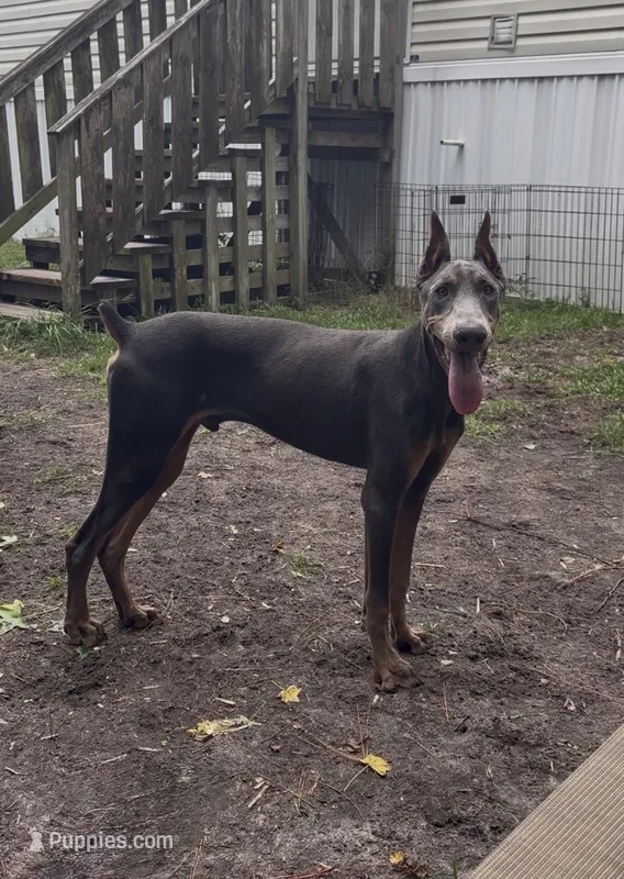 CKC Blue – Doberman Pinscher puppy for sale in Pensacola, FL