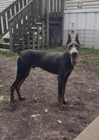 CKC Blue, a male Doberman Pinscher for sale in Pensacola, FL – 1 of 5