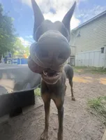 CKC Blue, a male Doberman Pinscher for sale in Pensacola, FL – 2 of 5