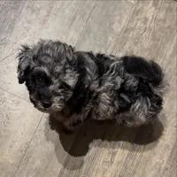 Tiny cutie 🥰 , a male Poodle - Miniature  for sale in Pensacola, FL – 2 of 5