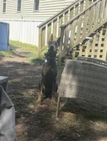 CKC Blue, a male Doberman Pinscher for sale in Pensacola, FL – 3 of 5