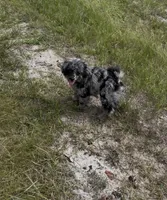 Tiny cutie 🥰 , a male Poodle - Miniature  for sale in Pensacola, FL – 3 of 5