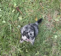 Tiny cutie, a male Poodle - Miniature  for sale in Pensacola, FL – 3 of 4