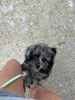 Tiny cutie 🥰 , a male Poodle - Miniature  for sale in Pensacola, FL – 4 of 5