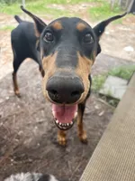 pregnant, a female Doberman Pinscher for sale in Pensacola, FL – 3 of 3