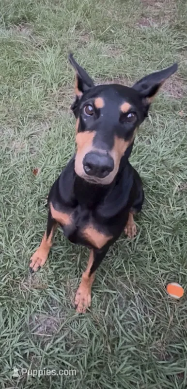 pregnant – Doberman Pinscher puppy for sale in Pensacola, FL